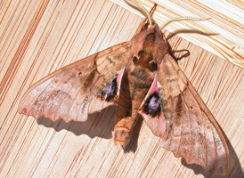Blind-eyed Sphinx